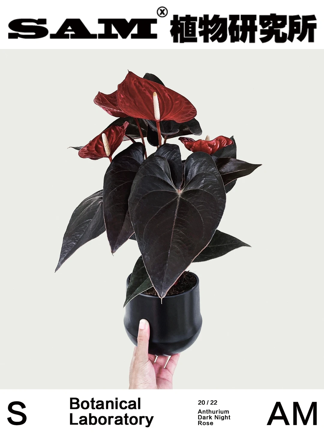 暗夜玫瑰｜Anthurium Dark Night Rose