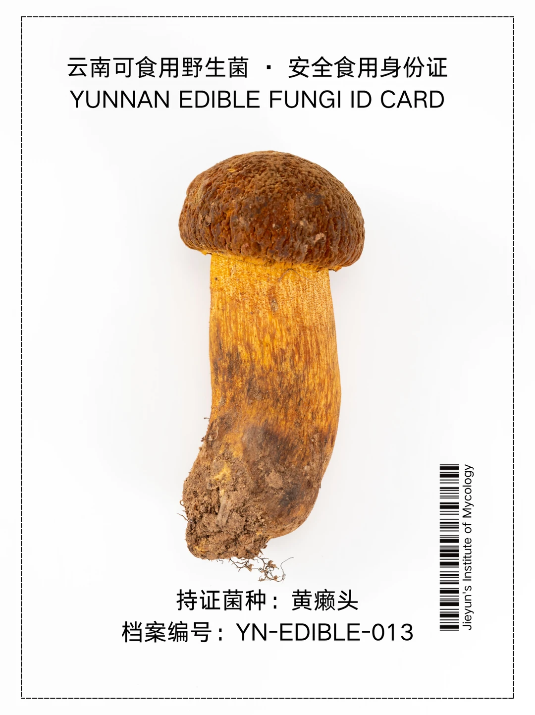 云南野生菌身份证NO.13｜黄癞头