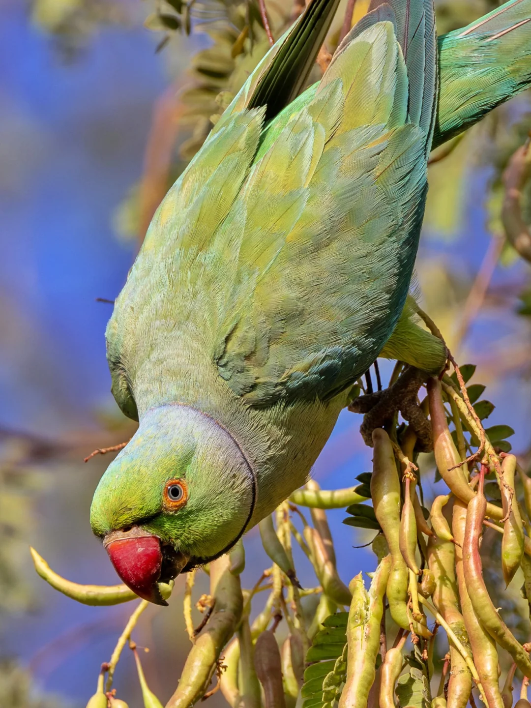 野生鹦鹉胖嘟嘟：红领绿鹦鹉