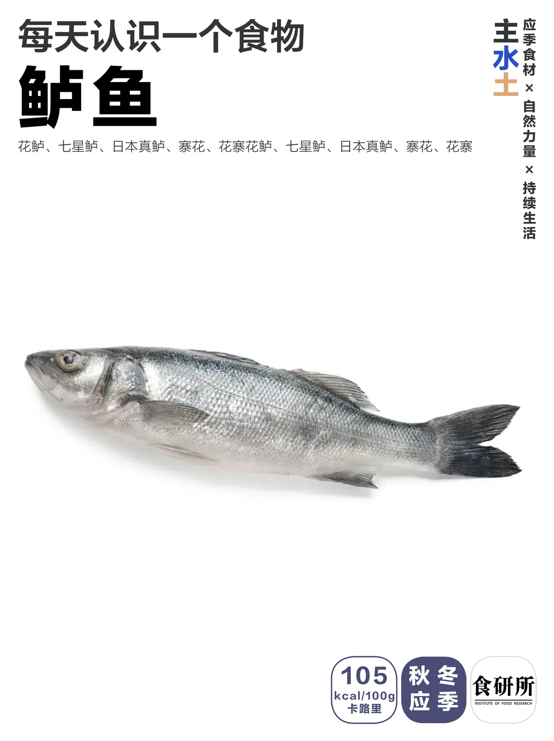 🦈冬日应季 | 秋冬鲈鱼肥~