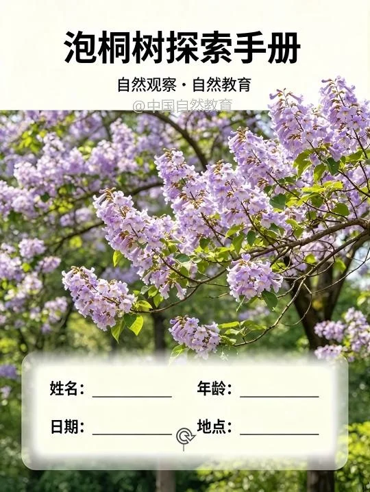路边的泡桐花，藏着超多冷知识🌿