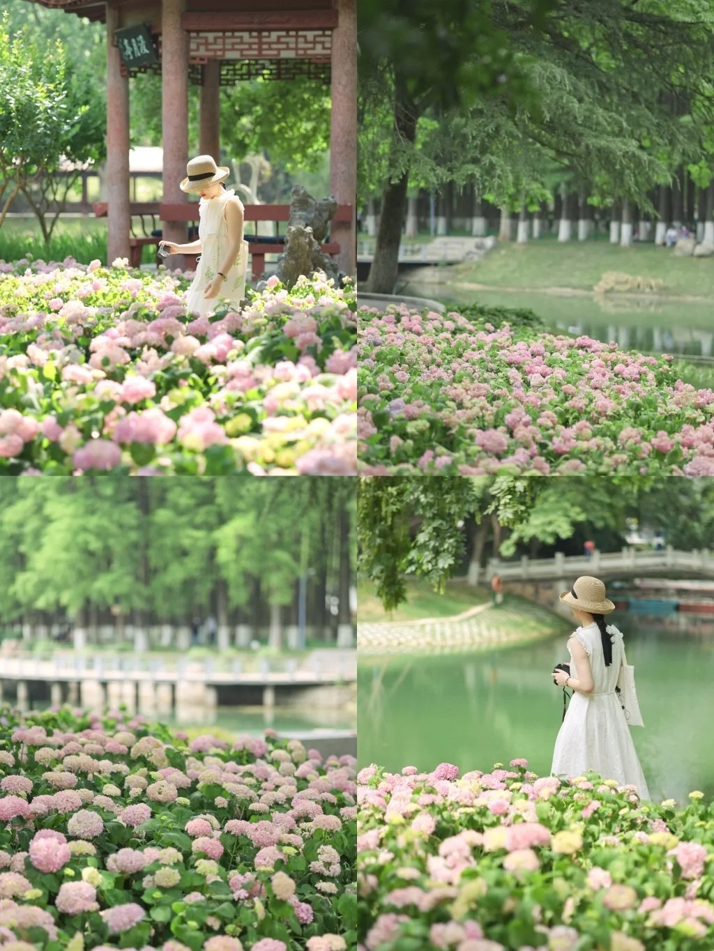 武汉绝美无尽夏花海❗️闯入莫奈油画世界