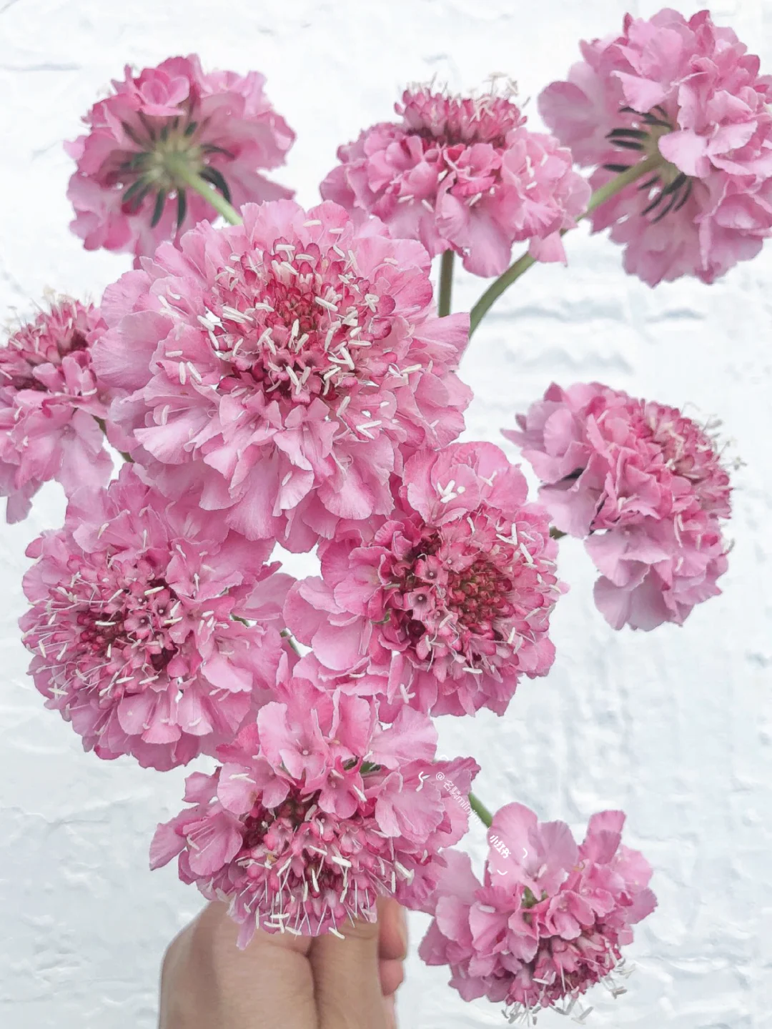 带你每天认识一种花材228｜粉色松虫草