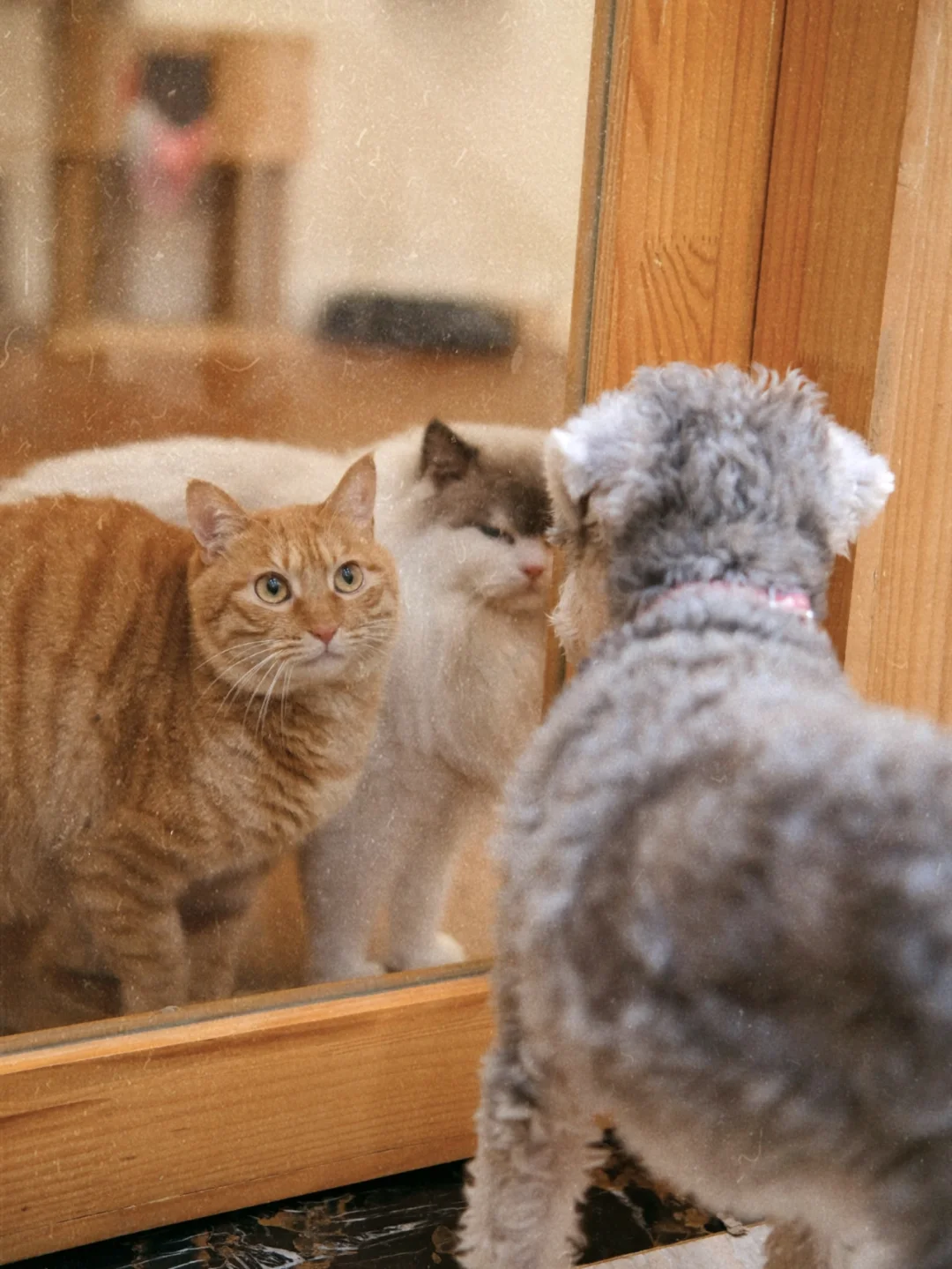 viki每天都要到楼上来找猫咪玩🤣