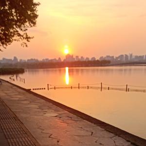 湖里嬉戏的小鸭