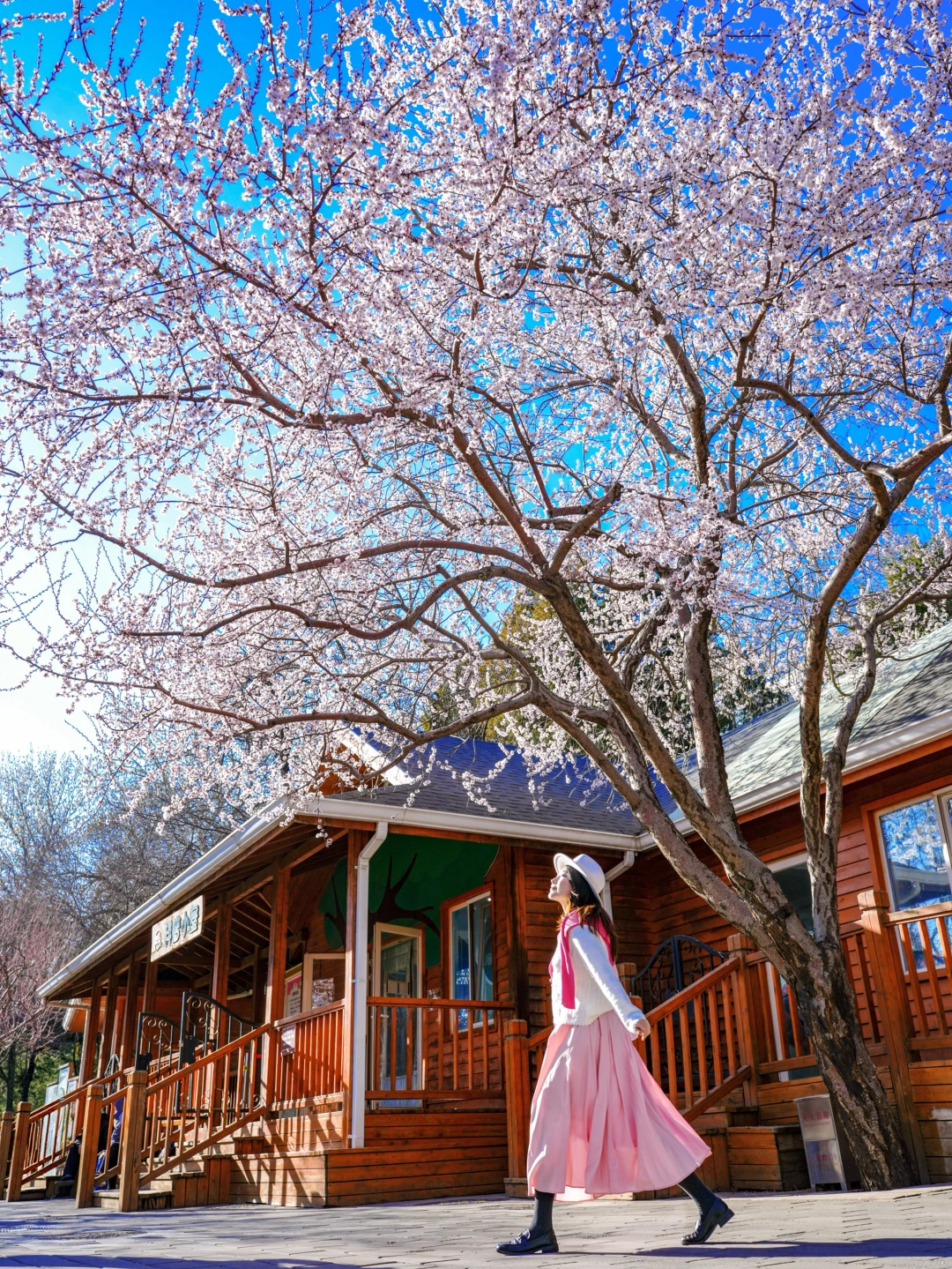 3.11实况live🌸陶然亭山桃花开爆啦！！附机位