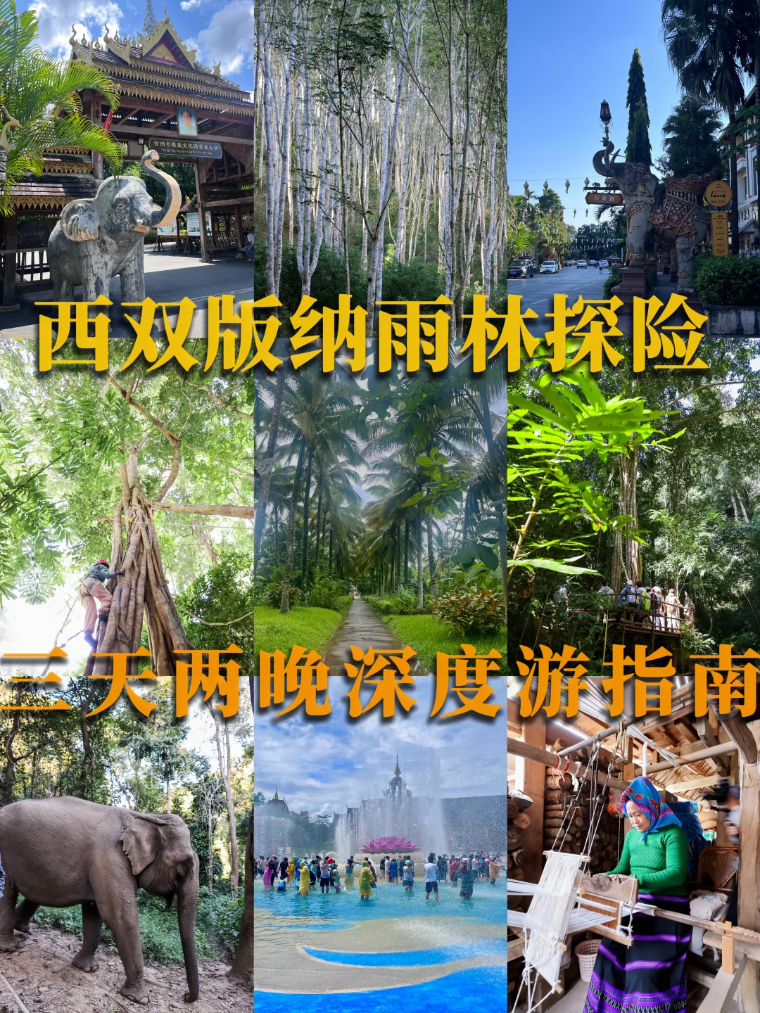 西双版纳雨林徒步🌴三天两晚深度游避坑指南
