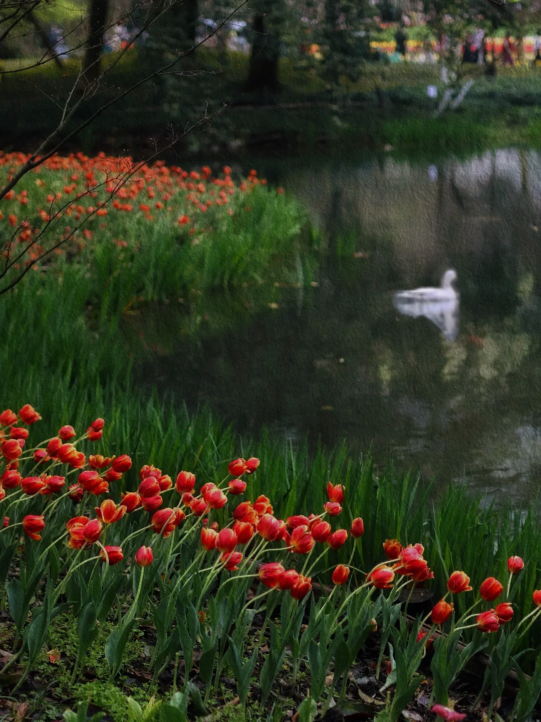 雨天拍到莫奈花园‼️花都开好了你还不来看⁉️