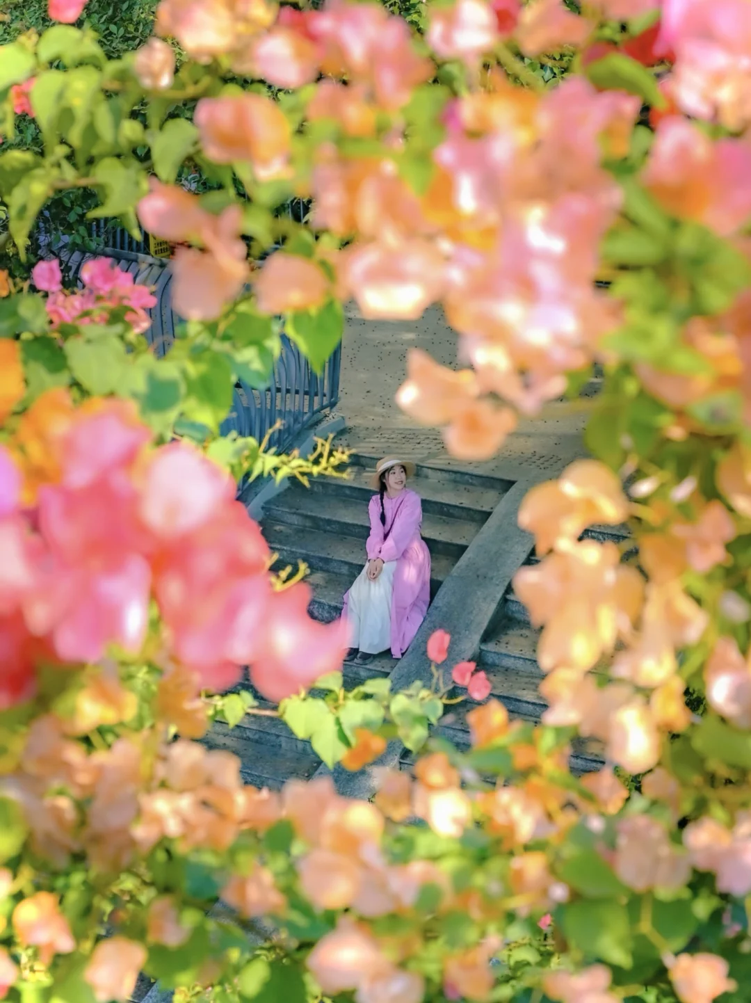 春天来趟广州吧！三角梅已开满全城🌸附机位