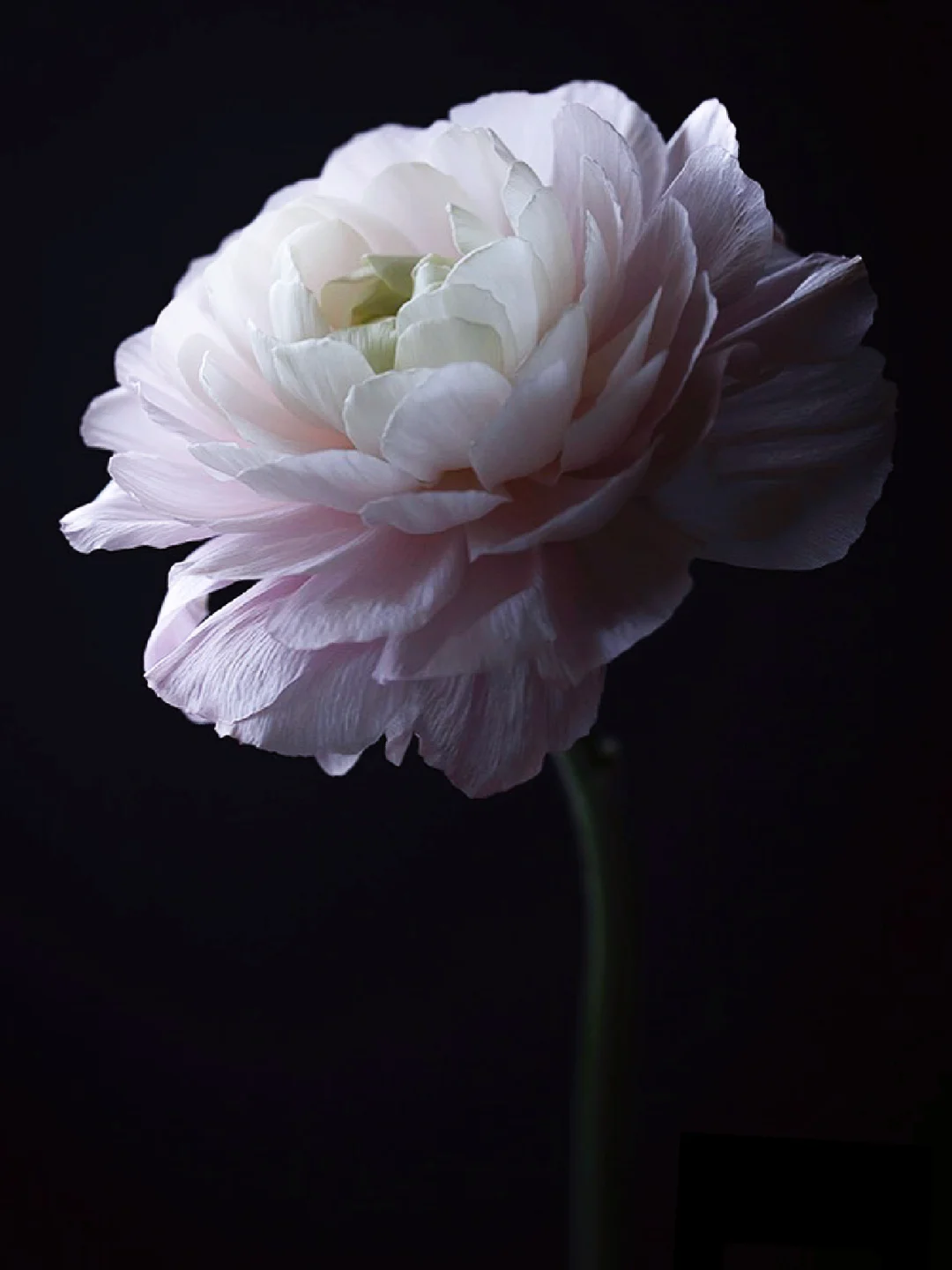 🌸花材分享｜樱花粉洋牡丹🌸