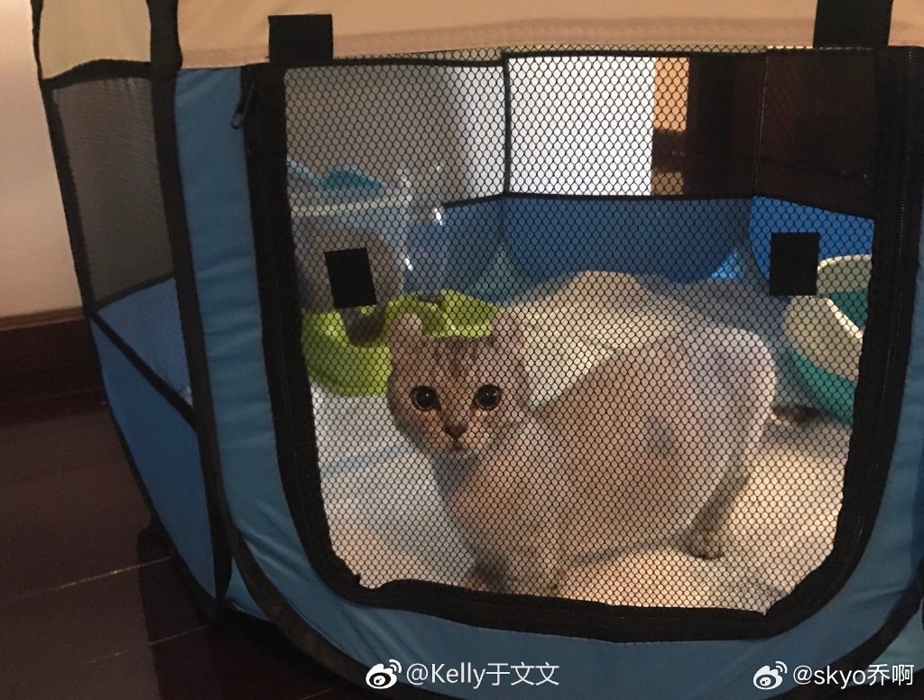 🐱 ⏳180625丨🐱 🧣：「林佳佳马上就要生宝宝了～太奶奶给你...