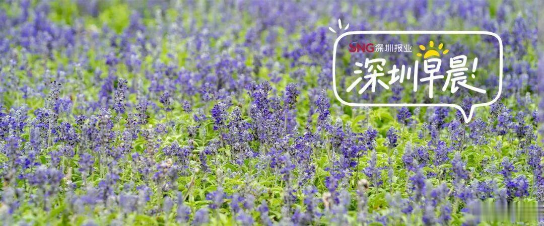 早安 抛开昨日烦忧，带着温柔奔赴今日，早安。 深圳关注：【晶报10分钟...