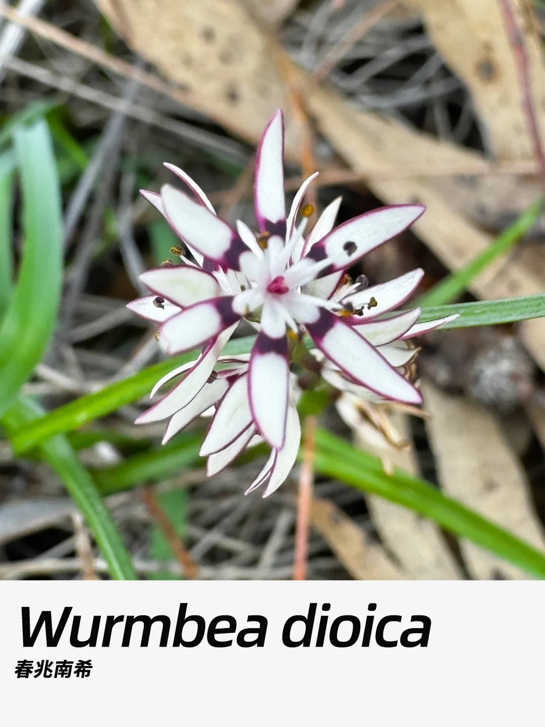 带你每天认识一种花材410｜春兆南希