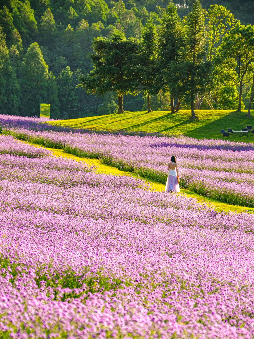 乐清花海｜“普罗旺斯”15个📷机位找好啦❗️