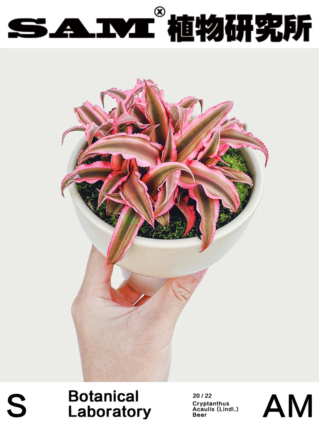 姬凤梨｜Cryptanthus Acaulis (Lindl.) Beer