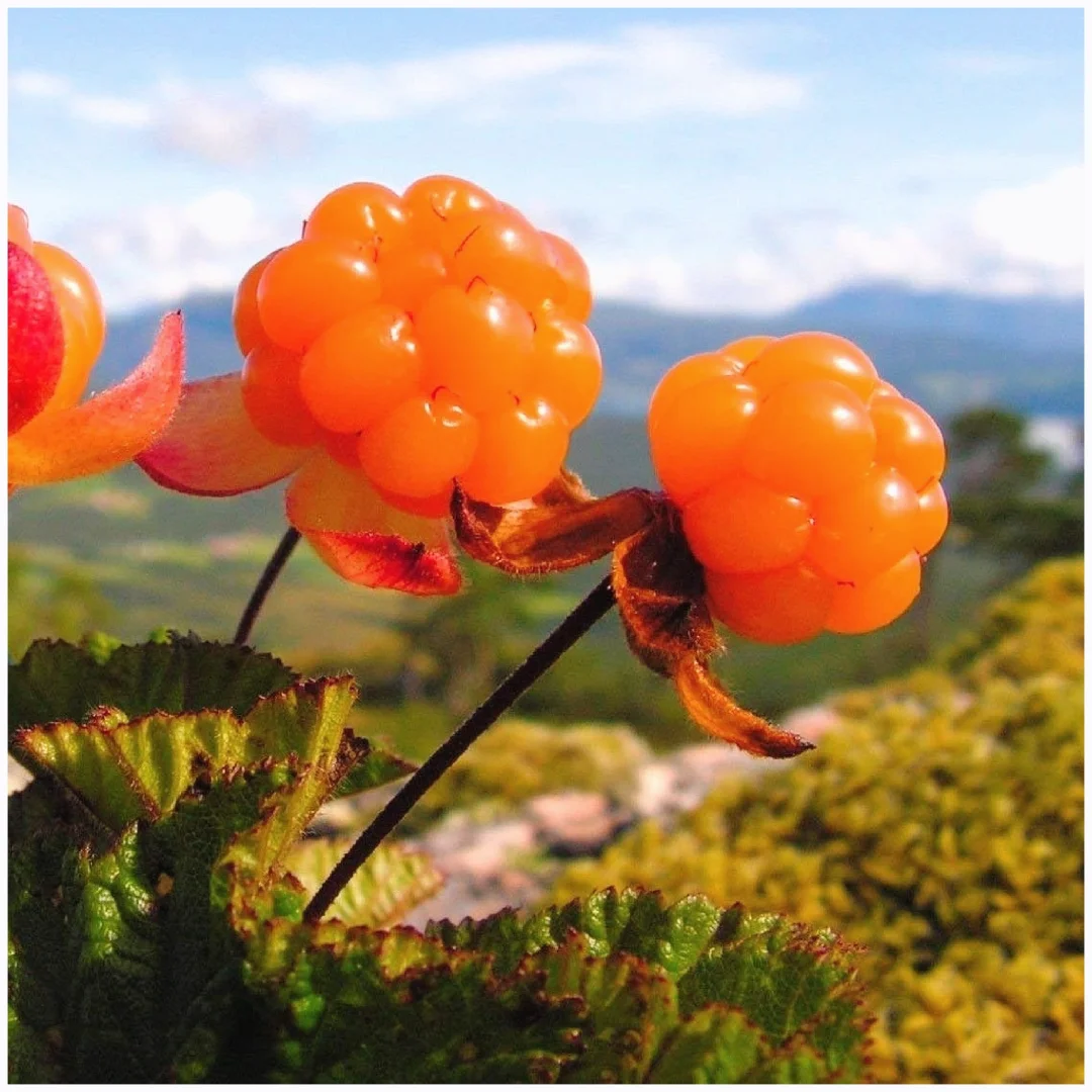 美味浆果～云莓Rubus chamaemorus