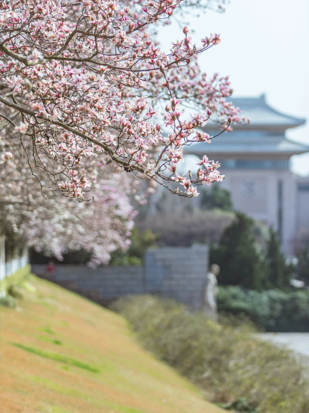 雨花台玉兰花开了，南京的春天正式拉开序幕