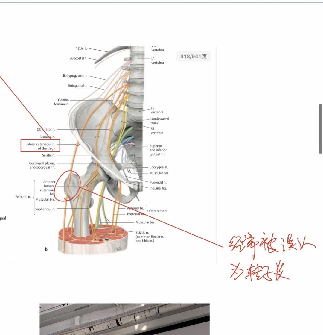 你有这里的问题吗 大概率不是转子炎哦