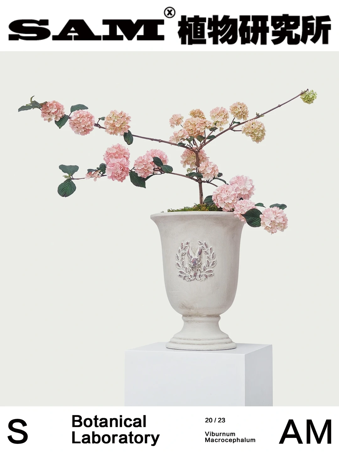 粉色木绣球玛丽弥尔顿｜Viburnum Dilatatum