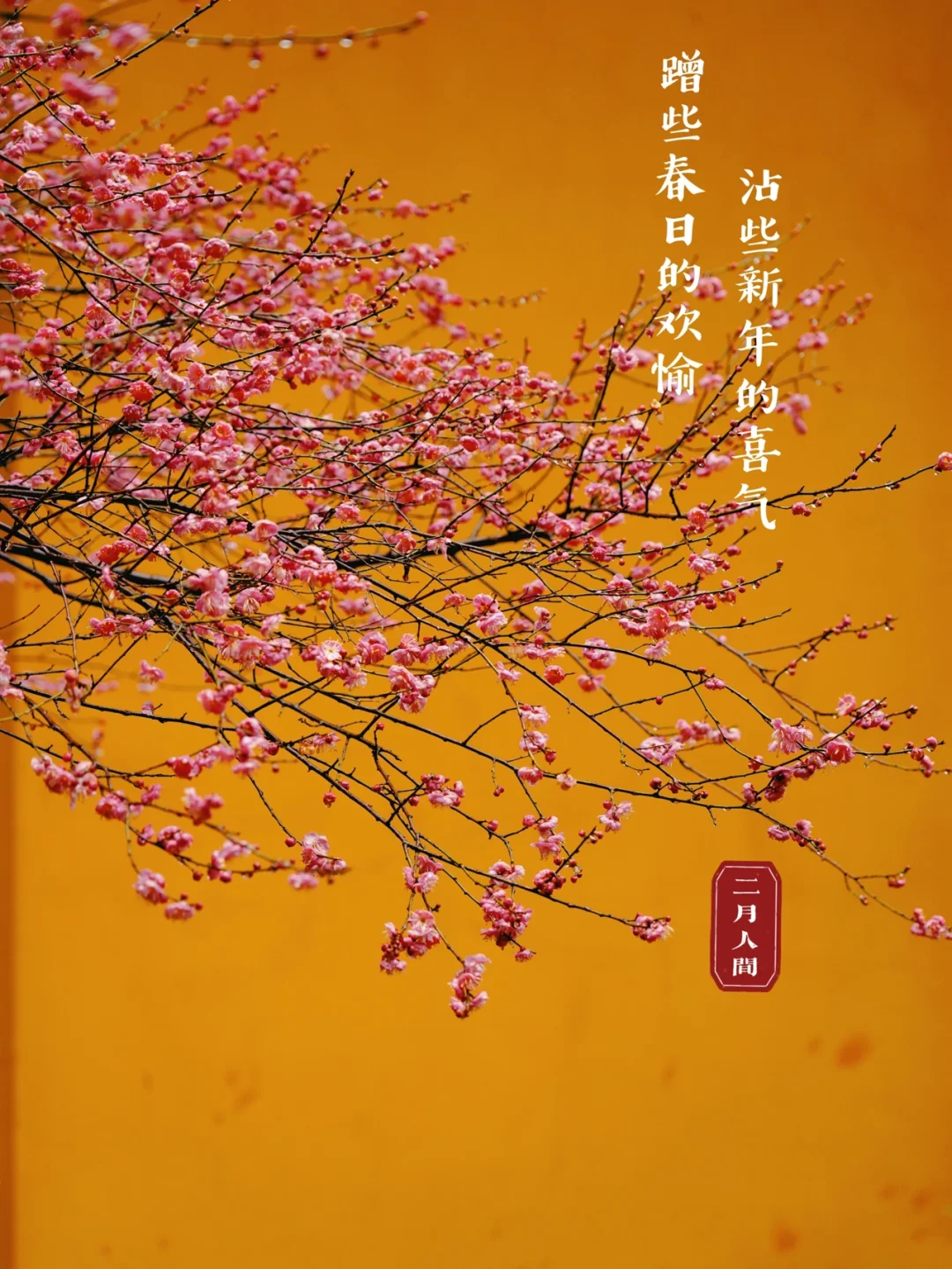 江南花事｜古寺里的梅花有多绝