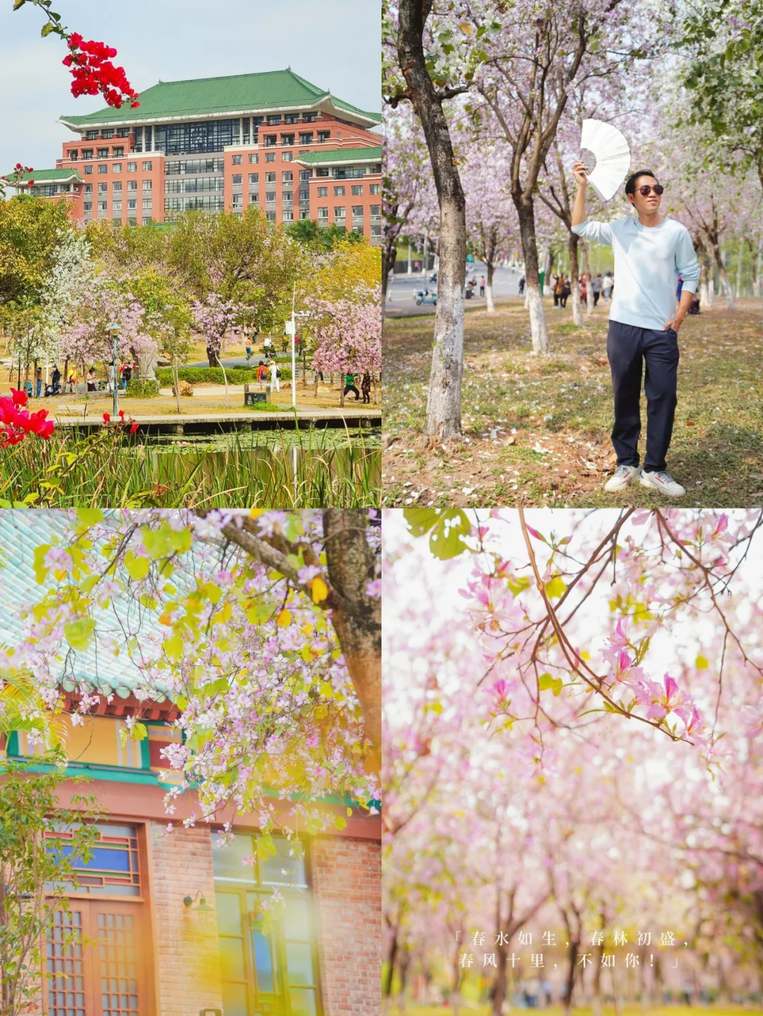 我恨不得把华农的春天都做成壁纸