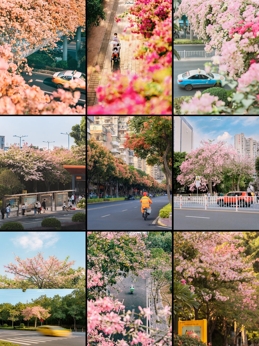 接下来在厦门的Citywalk将会🌸一路生花‼️