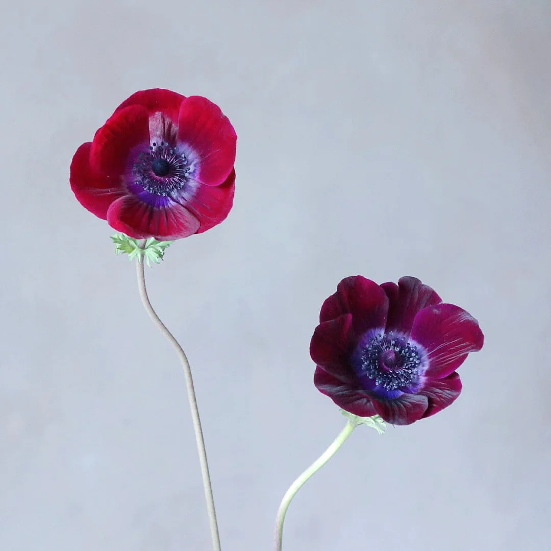 带你每天认识一种花材61｜红色银莲花