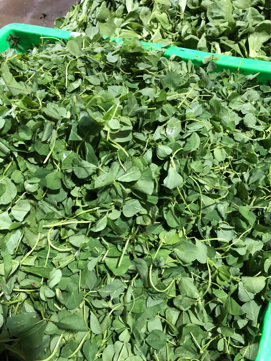 这个是什么菜你们知道吗，貌似苏州才有的