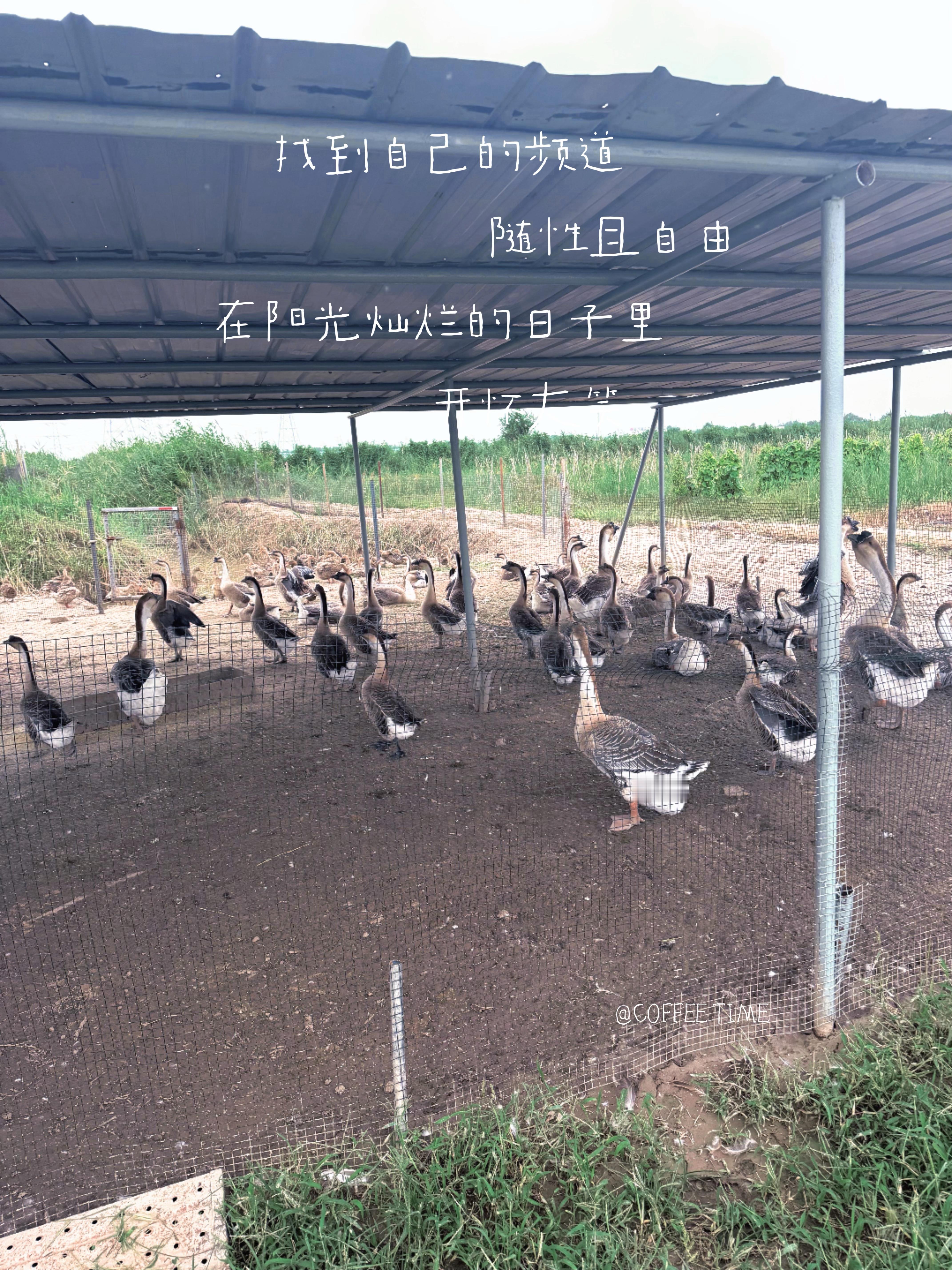 Today[心]  农场采摘 🆚 movie 《逃出绝命街》  队友...