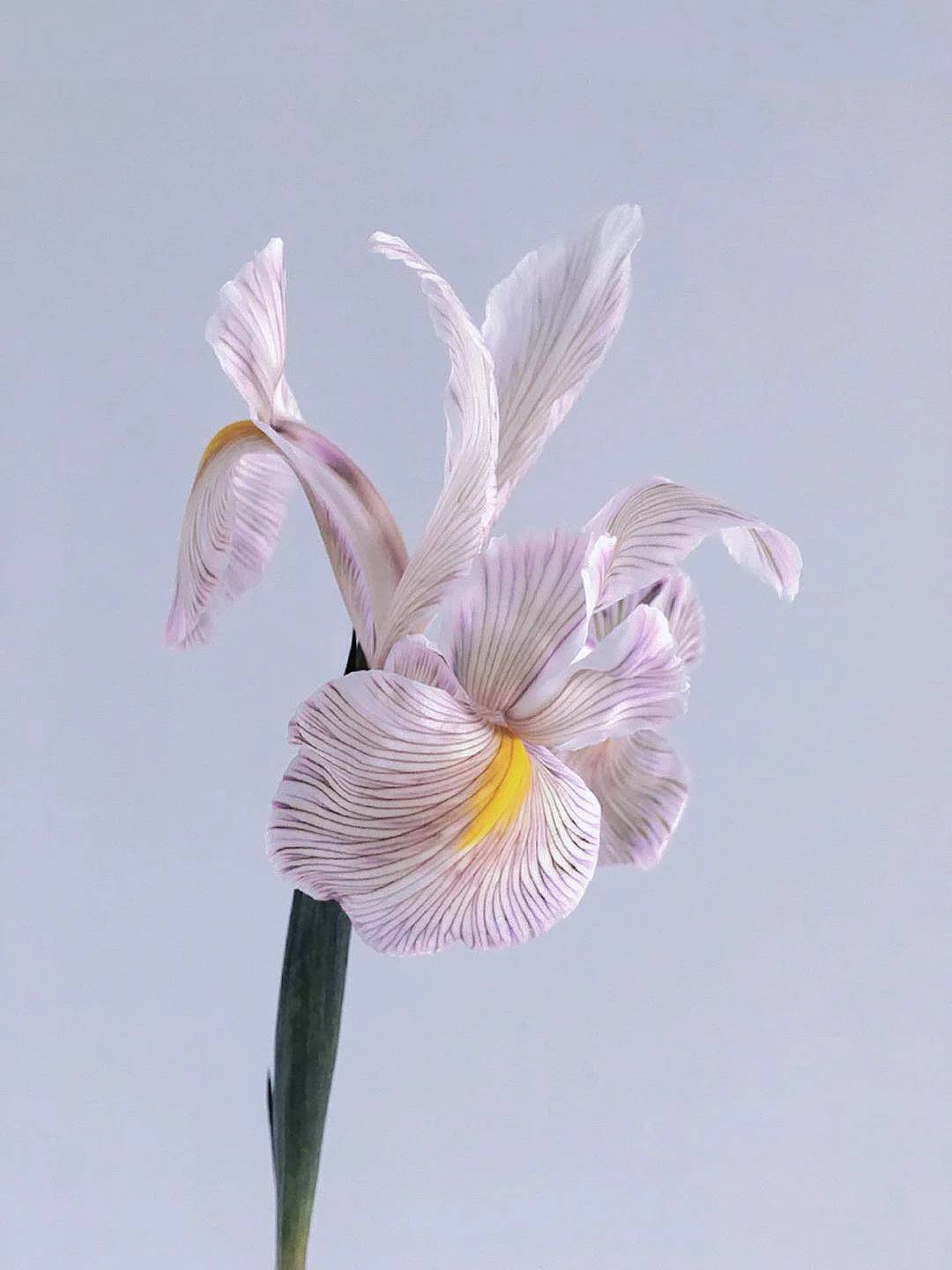 带你每天认识一种花材225｜吸色鸢尾花