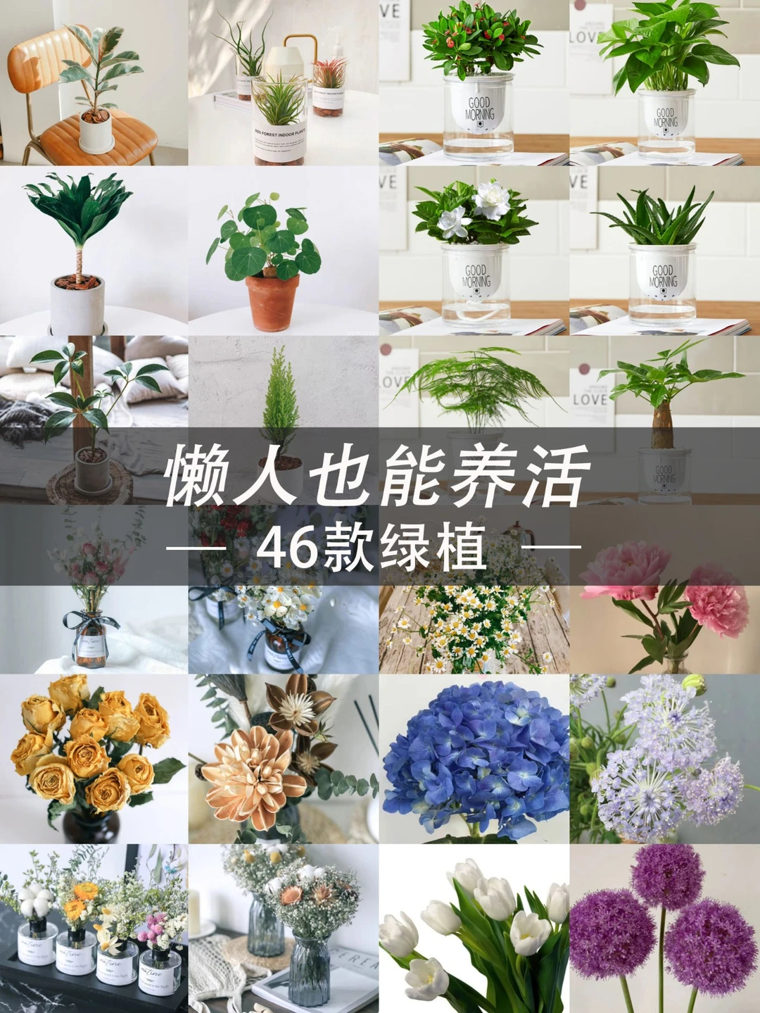 懒人也能养活的46款绿植，让你每天好心情！