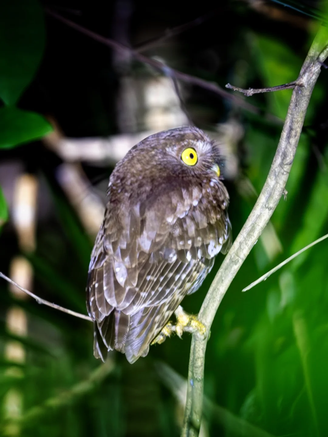 定格菲鹰鸮的惊恐瞬间
