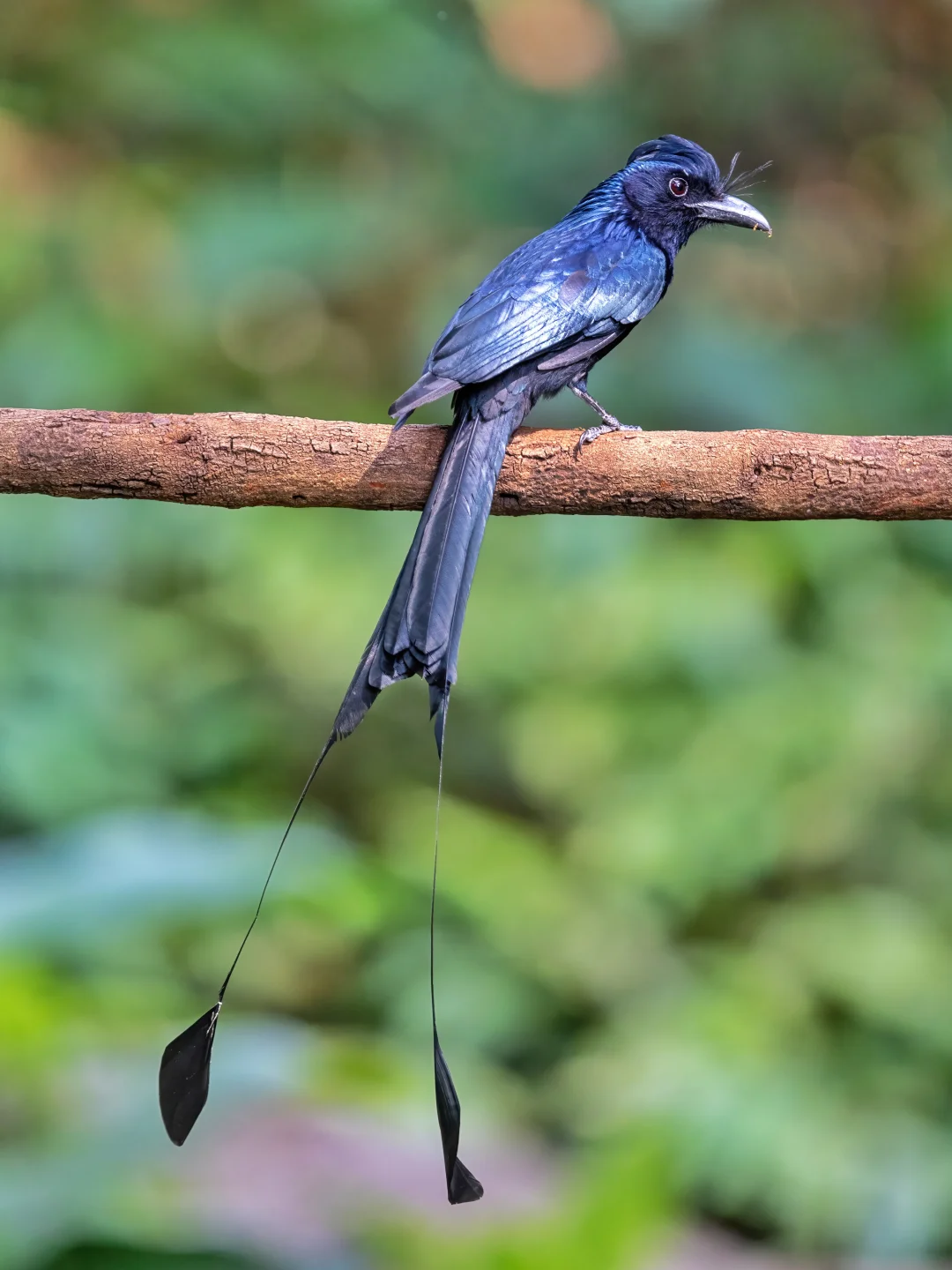 大盘尾的长尾巴好闪亮