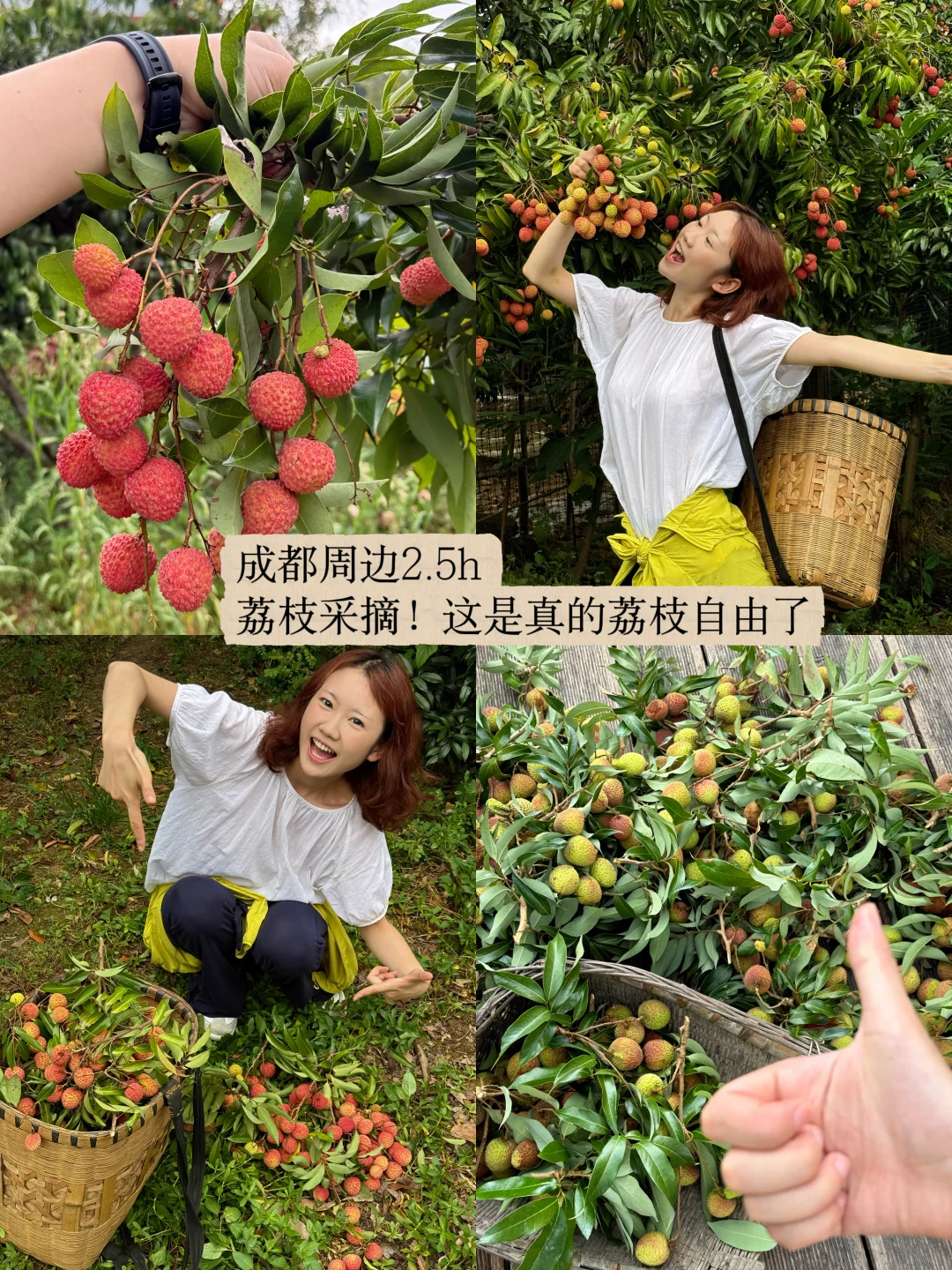 成都周边2.5h🚘在泸州…真的荔枝自由了