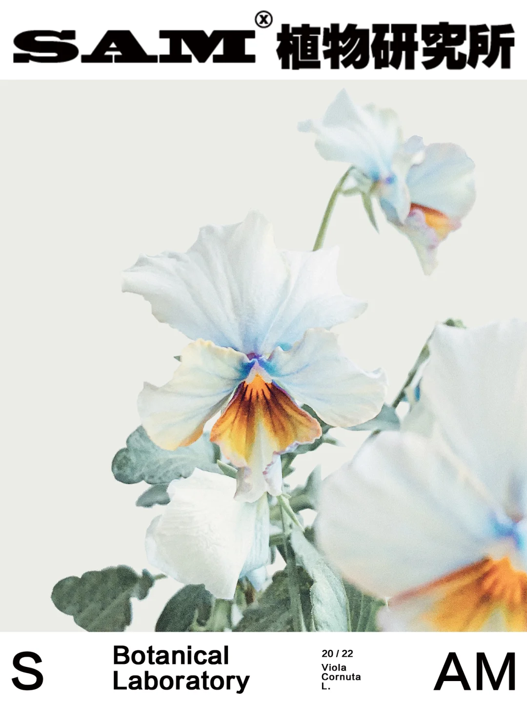 角堇｜Viola Cornuta L.