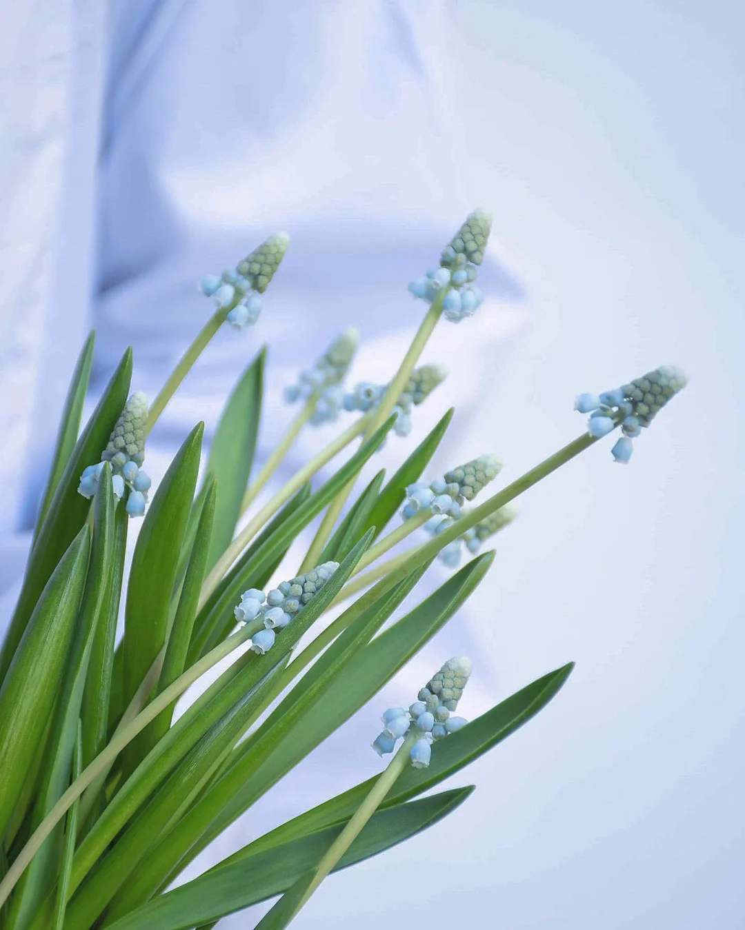 带你每天认识一种花材111｜葡萄风信子