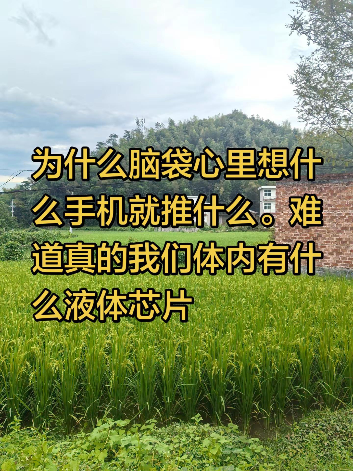 张学友演唱会 黎明 周星驰功夫
