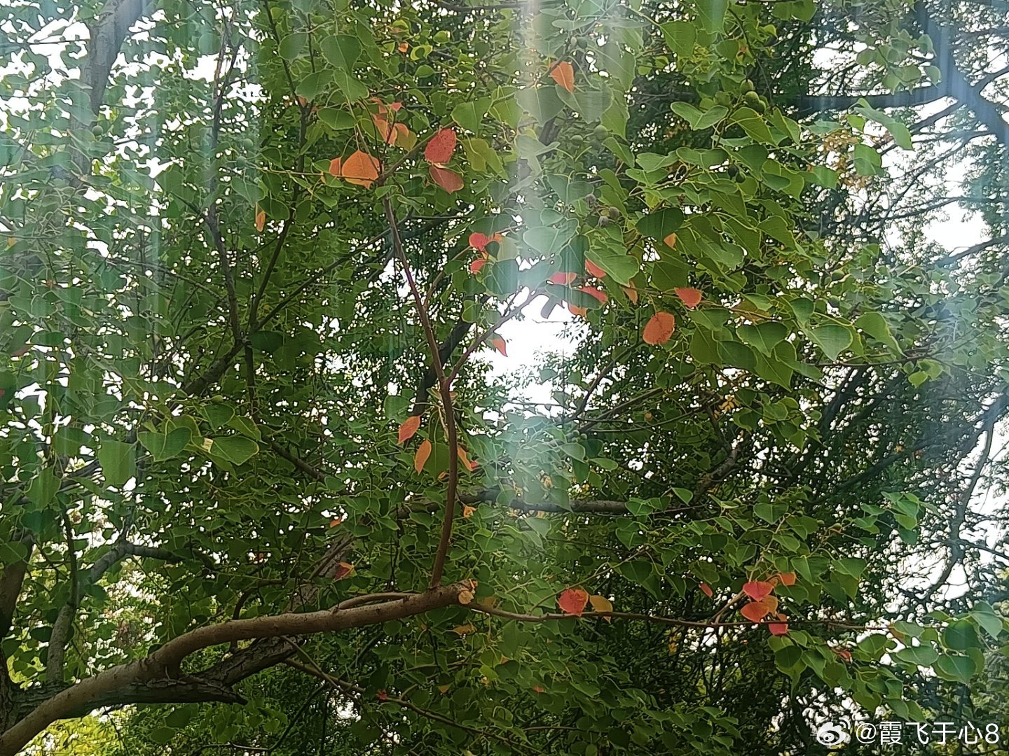 #手机摄影[超话]# 这秋天的好时光不经意间就与美好不期而遇 ​