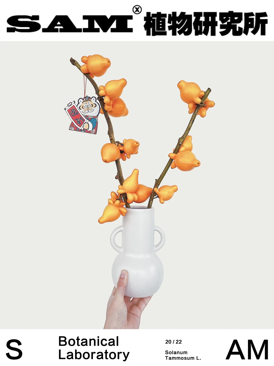 五代黄金果｜Solanum Mammosum L.