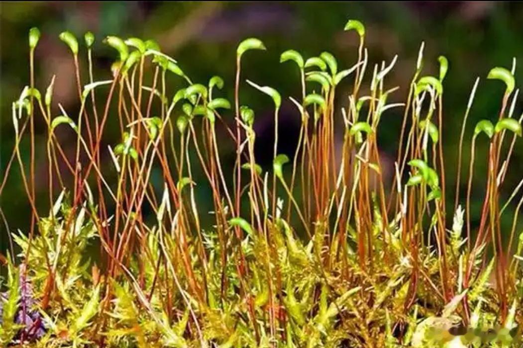 #生物圈[超话]# 
《身边的生物学》5193
[微笑]《苔藓植物门小结》
      苔藓植物是一类生活史中以配子体占优势的小型多细胞绿色植物。它的配子体能独立生活，而孢子体不能独立生活，只能寄生在配子体上，这是苔藓植物与其他高等植物明显不同的特征之一。苔藓植物分布极广，全球都有它的足迹，从热带到 ​
