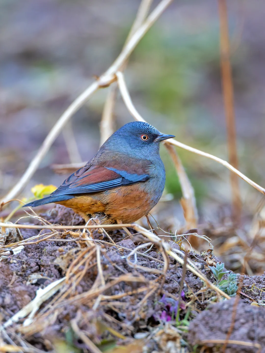 有没有觉得这只小鸟像个大反派🦹‍♀