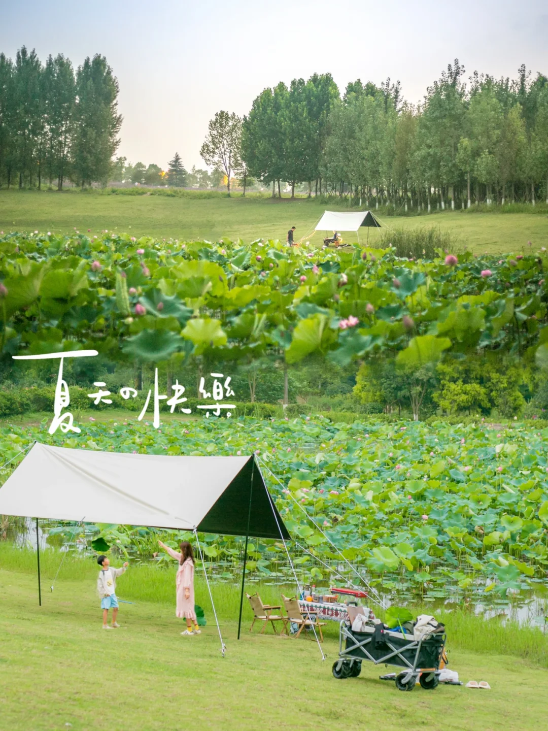 荷花池边大草坪⛺️免费露营，还得是这里❗️
