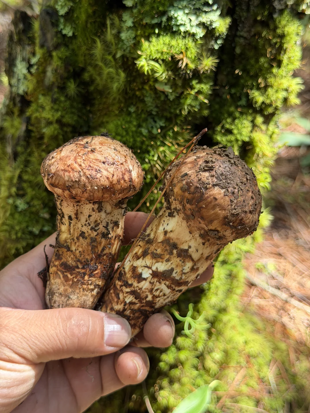 今年的松茸季节要结束了哦，错过等明年了！