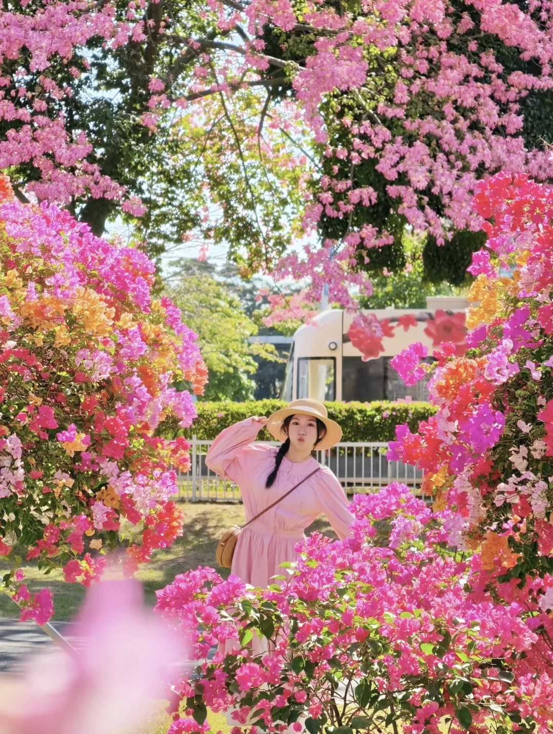 11.29实拍！广州不愧是花城🌸太美啦！！！