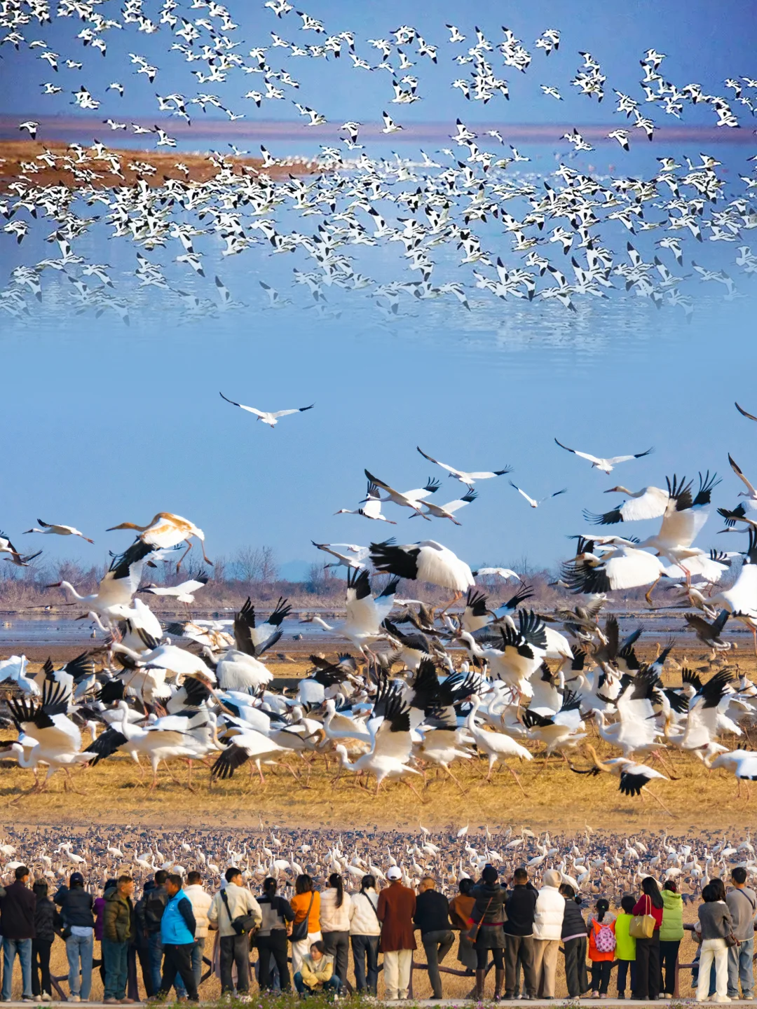 1月7日江西的候鸟已近在咫尺万鸟起飞橘子海