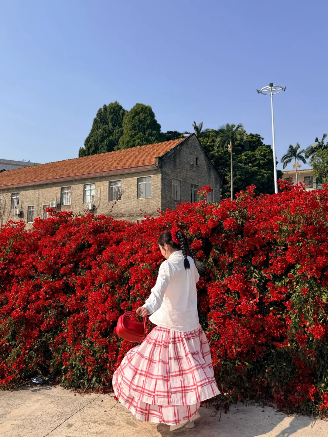 柳州📷｜这面三角梅花墙好美啊！！！📷