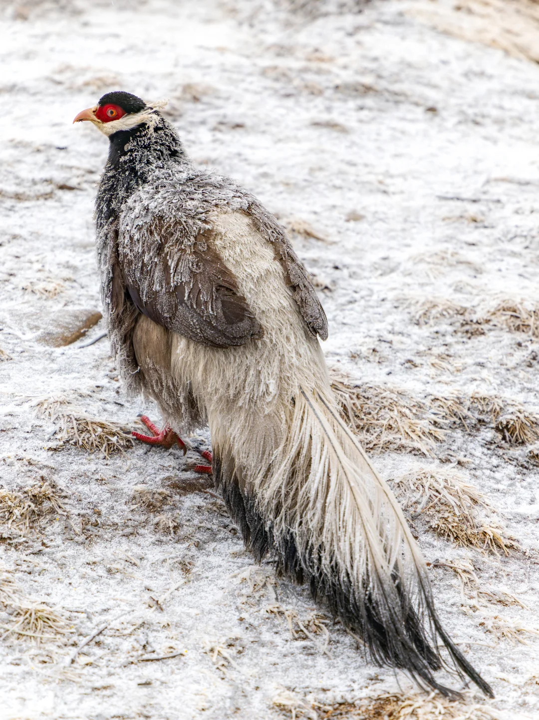冒险拍到了超难得雾凇下的褐马鸡