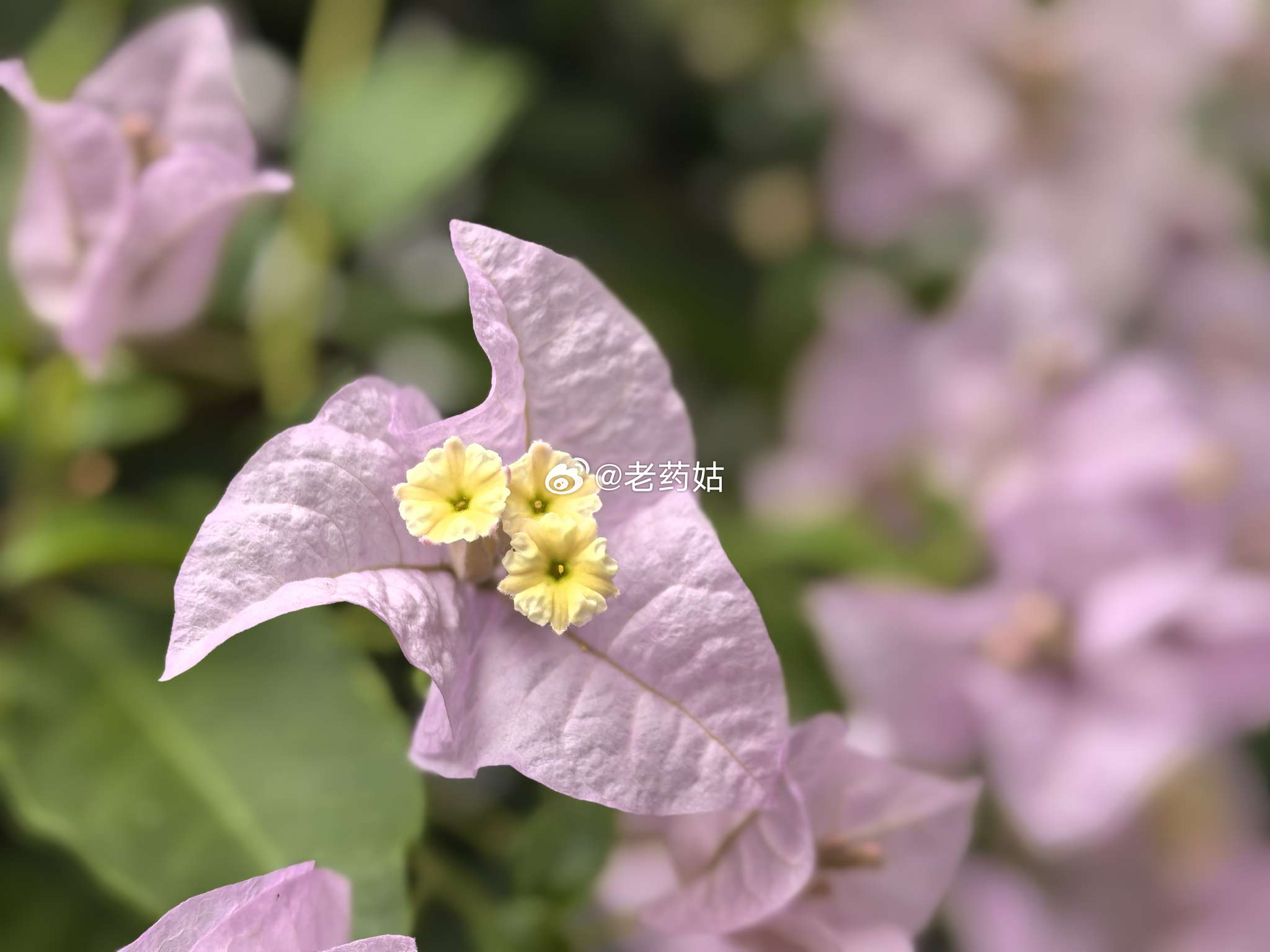 祝愿南阎浮提众生，起心动念，无不是爱，无不是喜，无不是慈，无不是仁，无不是悯，无不是惜。[喜][喜] ​​​