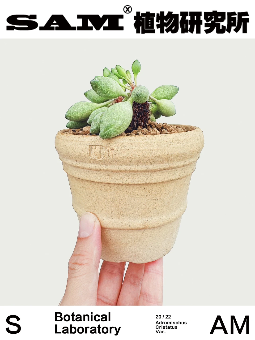 企鹅水泡｜Adromischus Cristatus Var.