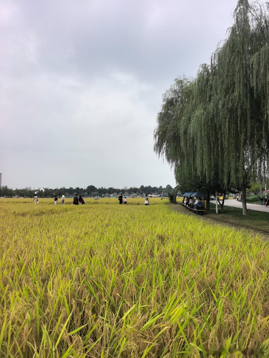 中秋假日里的长安公园诗文/王纪云（新韵）城建宜居念，公园自必全。出游行便利，逸兴裕安闲。春夏当浓秀，临秋自爽鲜。欣值节假日，游众遍原川。 ​​​
